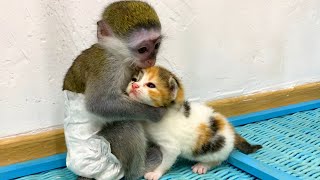 Baby monkey Susie is worried that kitten will be lost without mom cat [upl. by Mather937]