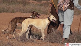 brindle and light fawn dogs in jungle for hunting [upl. by Ahsimal]