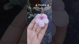 indiaachimenesflowerscapcut trendingshortssrilanka 1millionviews beautifulshareviralvideo [upl. by Johannah]