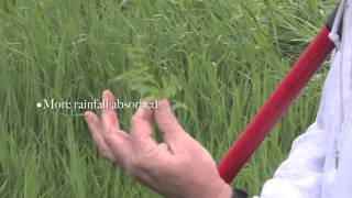 Cover Crops and Water Infiltration of Soil [upl. by Magavern]