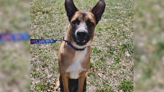 2yearold Belgian Malinois mix named Dodger has lived whole life at shelter  Forgotten Friends [upl. by Orelu]