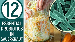 12 PROBIOTICS IN SAUERKRAUT  Does Your Kraut Have Them [upl. by Ahsikym918]