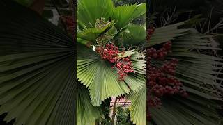 Licuala grandis ruffled fanpalm Vanuatu fanpalm palaspalm palmtrees nature viralshorts shorts [upl. by Bernadine]