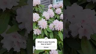 oregon music nature cherryblossom dogwood love shortsyoutube subscribe youtubeshorts [upl. by Lawford]