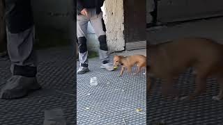 Attivazione mentale Tommaso e la pallina nel vaso einganaavezzano tommasinosuperdog [upl. by Anohs]