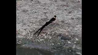 Long tailed paradise Whydah Blue Waxbills Green winged Pytilia visiting Rosies  others [upl. by Skardol566]