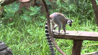 Learn About RingTailed Lemurs [upl. by Monie688]