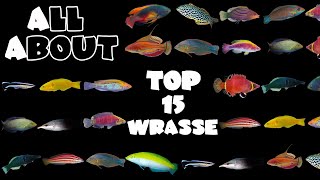 Top 15 Wrasse For A Saltwater Tank [upl. by Othe662]