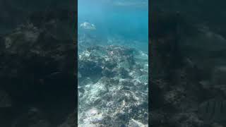 Snorkeling Hawaii [upl. by Otho]