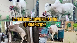 Fatehjangi Athra Dand 2022 Unloading  Fatehjangi Bull Qurbani 2022  Dangerous Cow Qurbani 2022 [upl. by Lemrej]