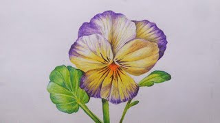 Pansy Flower drawing with color pencils how to draw a Pansy flower  color pencil drawing [upl. by Eteragram]