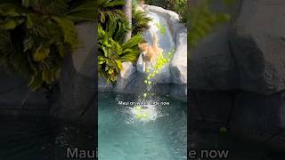 Maui is a truly water slide legend now👀 shorts funny pets comedy [upl. by Aciraa]