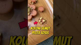 KOLONI SEMUT PESTA SOSIS 🐜 eksperimen kolonisemut semuthitam semutapi semutsemutkecil [upl. by Lecia]