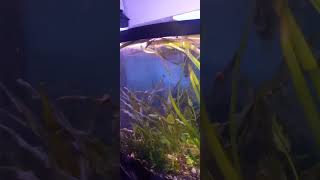 BowFront Planted Aquarium Setup nature [upl. by Okoyik]