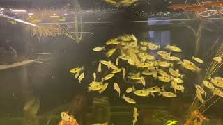 100 exodon paradoxus bucktooth tetra eat frozen bloodworms [upl. by Jamal696]