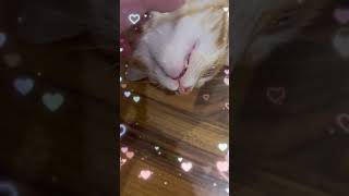 Pochi 🐈 durmiendo con estilo gatos gatoslove cat cutecat funnycats pets catlover [upl. by Ferna]