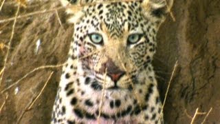 The Sneaky Leopard  Deadly 60  BBC Earth [upl. by Sanfo]