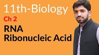 FSc Biology Book 1 Ch  RNA  Ribonucleic Acid  Inter part 1 Biology [upl. by Dnalor]