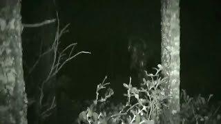 Sasquatch Terror at Mount Hood COMPLETE VIDEO Bigfoot Sasquatch Yeti [upl. by Loreen]