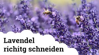 Lavendel schneiden  So einfach geht es 🌱 [upl. by Haduj]