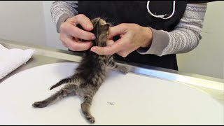 Kittens with Swimmers Syndrome Rescued by Furkids [upl. by Hiltner]