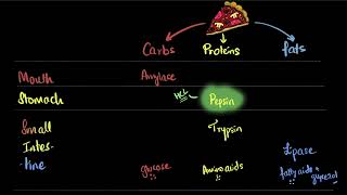 Human digestive system  Life processes  Class 10 Biology  Khan Academy [upl. by Ruckman872]