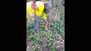 Gardening tip getting rid of ivy [upl. by Jarad]