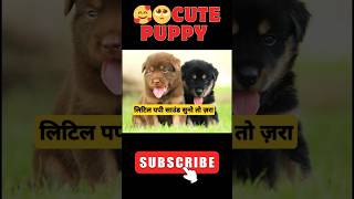 🐕 Puppy Sound🥺 लिटिल पपी साउंड सुनो तो ज़रा puppy dogsound shorts [upl. by Air]