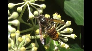 Aziatische hoornaar Vespa velutina mannetje [upl. by Naarah]