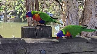 Australian Rainbow Lorikeets Campbelltown [upl. by Linis76]