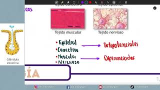 HISTOLOGÍA  TEJIDO EPITELIAL [upl. by Mahgem]