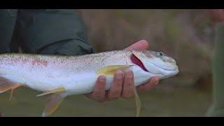 Buzz bomb Lure amp Zzinger lure for Rainbow Trout and Sockeye Salmon  Naknek River Alaska [upl. by Laenej]