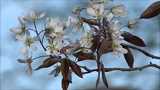 Amelanchier lamarckii [upl. by Yelhak723]