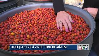 DIRECTIA SILVICA VINDE TONE DE MACESE 0410 [upl. by Sivet125]