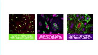 ClickiT® Plus TUNEL apoptosis assays [upl. by Even]