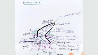 development of placoid scale [upl. by Zsamot]