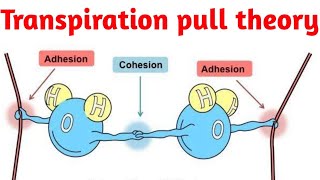 Cohesiontension theory or transpiration pull theory [upl. by Ahsenav166]