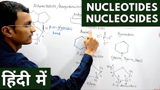 Nucleotides and Nucleosides in Hindi [upl. by Signe]