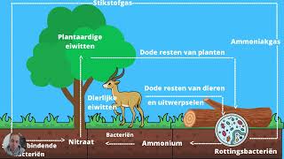 Biologie voor Jou  Hoofdstuk 6 Ecologie  Stikstofkringloop [upl. by Erdna805]