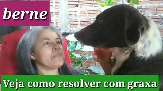 cachorro berne como matar o berne com graxa de carro por Marili [upl. by Devol]