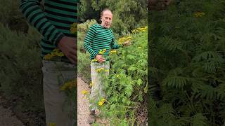 Tansy tanacetum vulgare herbs foraging nativeplants adventure gardening permaculture garden [upl. by Witte612]