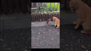 PELE4 🥊 de GATO 🐈 contra RATON 🐀  FIGHTING 🥊 CAT 🐈 vs RAT 🐀 [upl. by Ajnot]