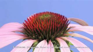 Echinacea Cone flower time lapse [upl. by Toffey]