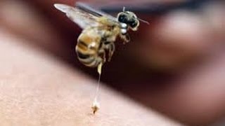 piquete de abeja cauza y efecto Saber Conocer Misterios y Enigmas Español Latino [upl. by Hrutkay]