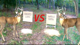 Trail Camera Cracked Corn vs Whole Corn What Do Deer Like Better [upl. by Duahsar594]