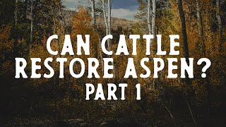 Part 1 Can Cattle Grazing Be Regenerative in Deteriorating Aspen Forests [upl. by Amitarp200]