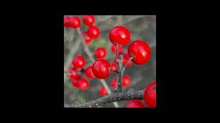 Winterberry Holly Plant Profile [upl. by Gunning127]