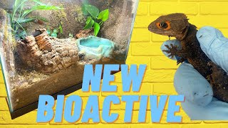 Making Bioactive Enclosure For Red Eye Crocodile Skink [upl. by Acinaj]