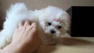 Teacup Maltese Puppy [upl. by Adnana]