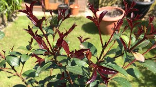 The fabulous Lilly Pilly  Syzygium Smithii surely worth growing just for the foliage alone [upl. by Eenad]